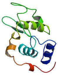 تحقیق پروتئین و انواع ساختارهای آن