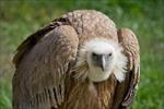 پاورپوینت-کرکس-و-شگفتی-های-آن-(vulture)