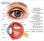 ساختار-چشم-و-بیماری-کاتاراکت