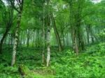 پاورپوینت-اهمیت-و-نقش-جنگل-ها