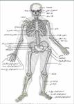 پاورپوینت-تکامل-سیستم-اسکلتی-استخوان-و-عضلات