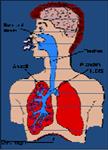 پاورپوینت-فیزیک-شش-ها-و-مکانیسم-تنفس